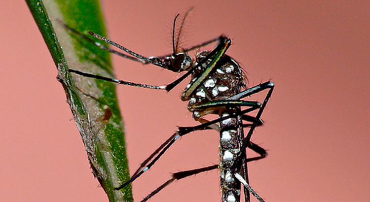 Quais-outras-doenças-transmitidas-pelo-Aedes-podem-atingir-o-Brasil